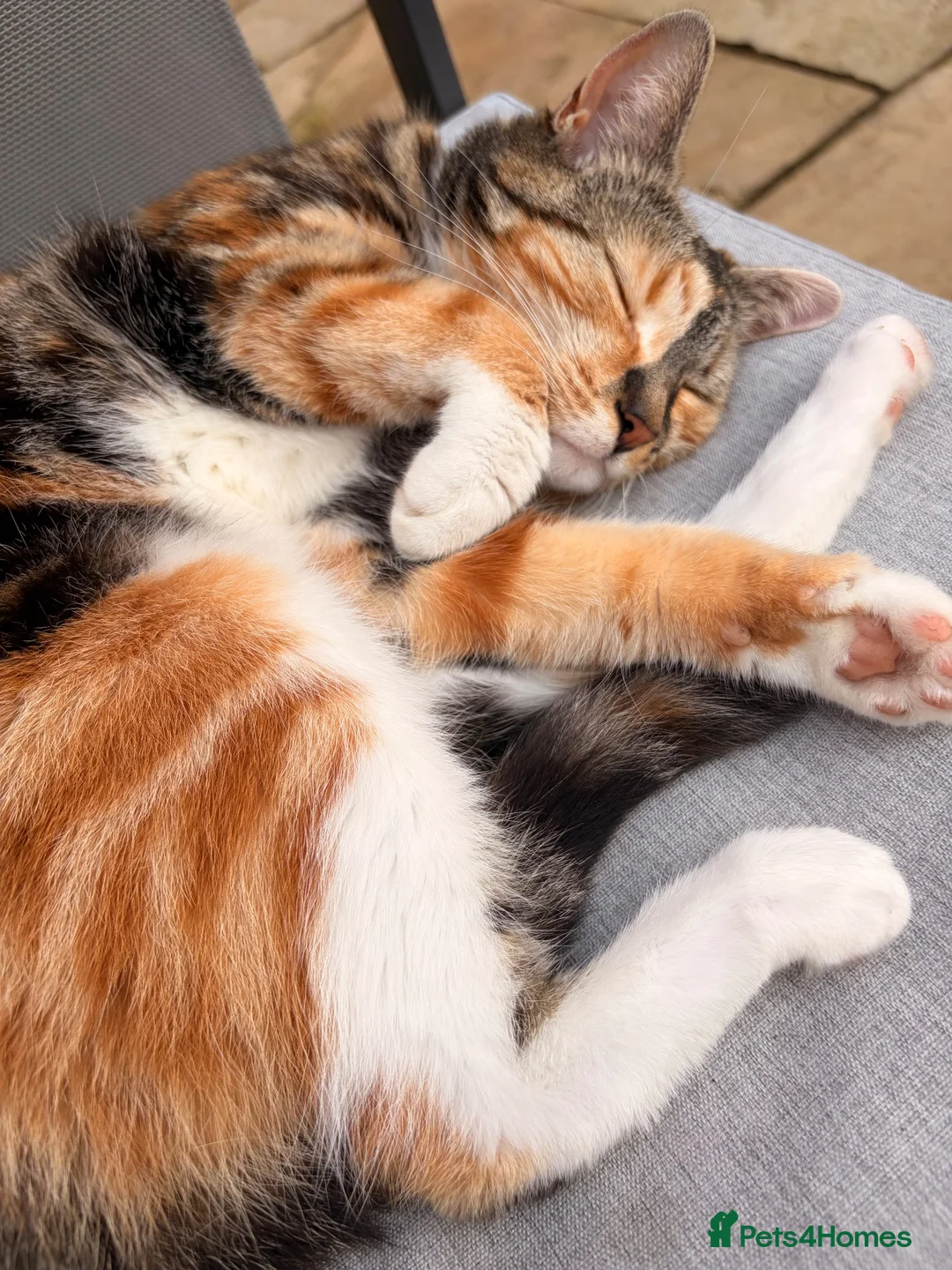 Mixed Breed cats for sale: Beautiful Hattie for adoption  - Advert 4