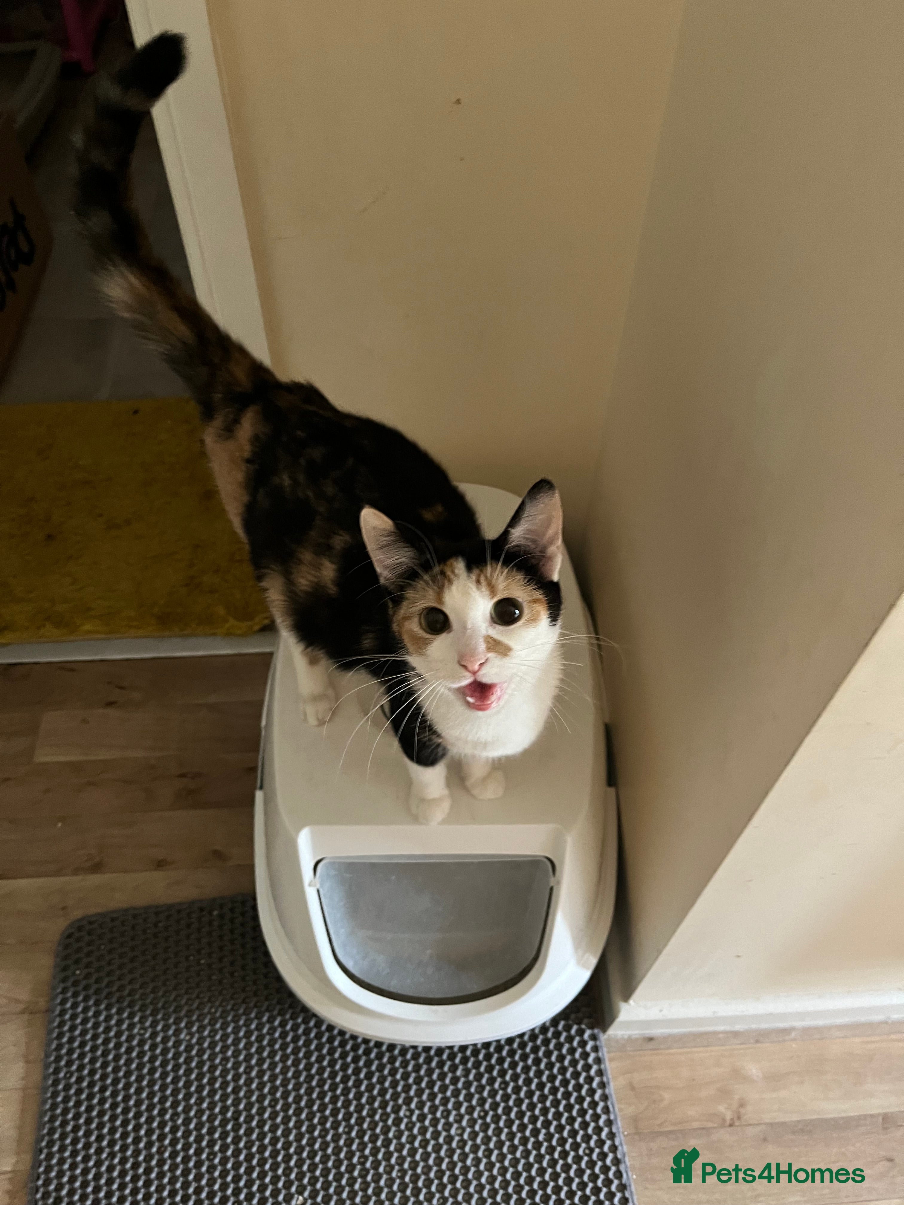 Mixed Breed cats Female Calico Cat - Advert 1