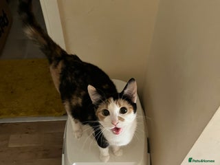 Mixed Breed cats Female Calico Cat - Advert 1