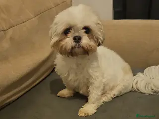 Shih Tzu dogs Stunning Shih Tzu Puppies – Ready Soon - Advert 1