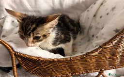 Bengal cats for sale: Bengal kittens ready now - Image 34