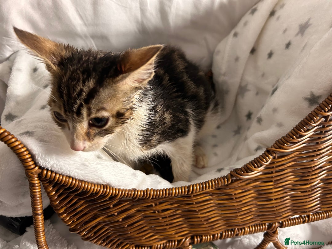 Bengal cats for sale: Bengal kittens ready now - Image 34