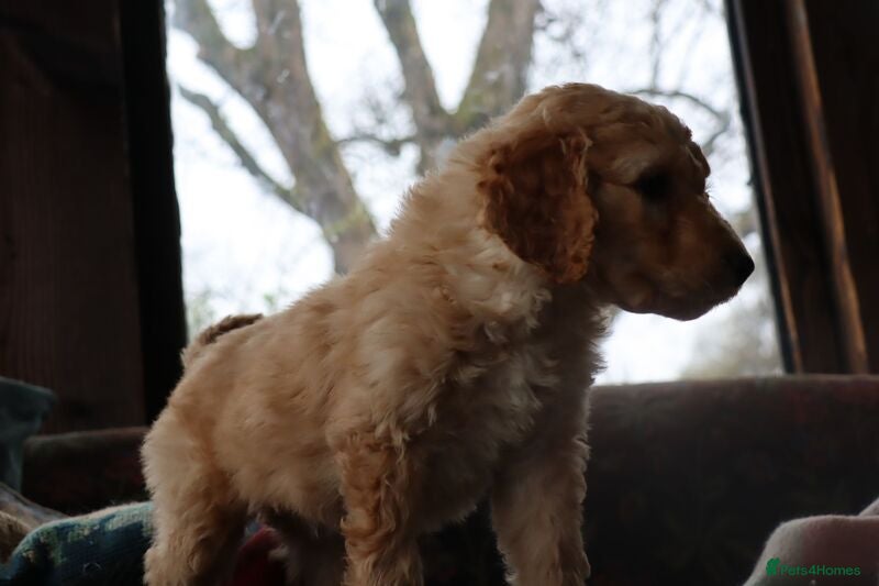 Labradoodle dogs Lovely Labradoodle Puppies - Advert 2