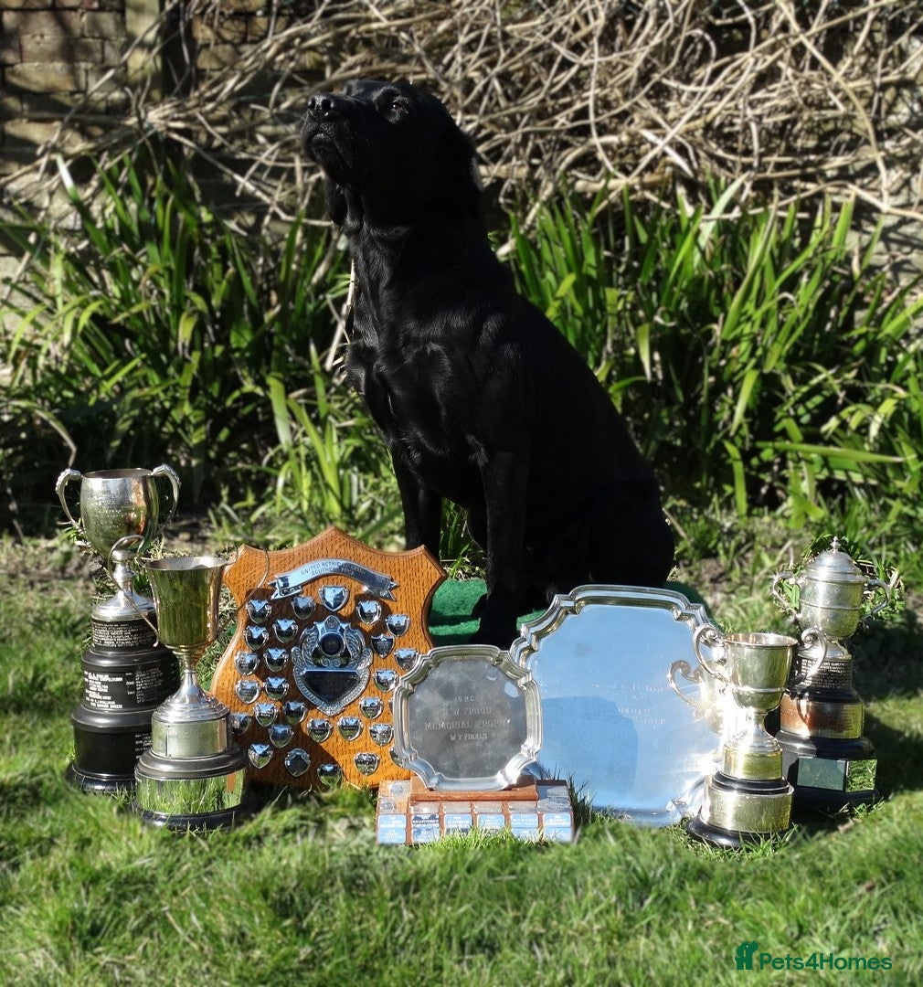 Labrador Retriever dogs FTCH Sired, K C Reg, Extensively Health Tested - Advert 9