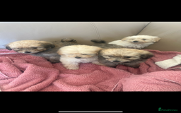 Pomapoo dogs for sale: Beautiful, Pomapoo puppies - Image 8