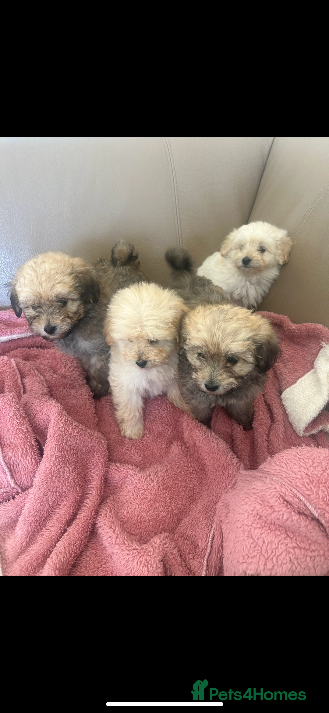 Pomapoo dogs for sale: Beautiful, Pomapoo puppies - Image 8