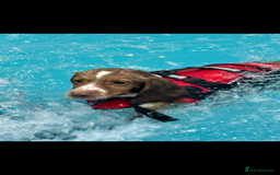 Cocker Spaniel dogs for sale: 🐶 COCKER SPANIEL PUPPIES 🐶  - Advert 4