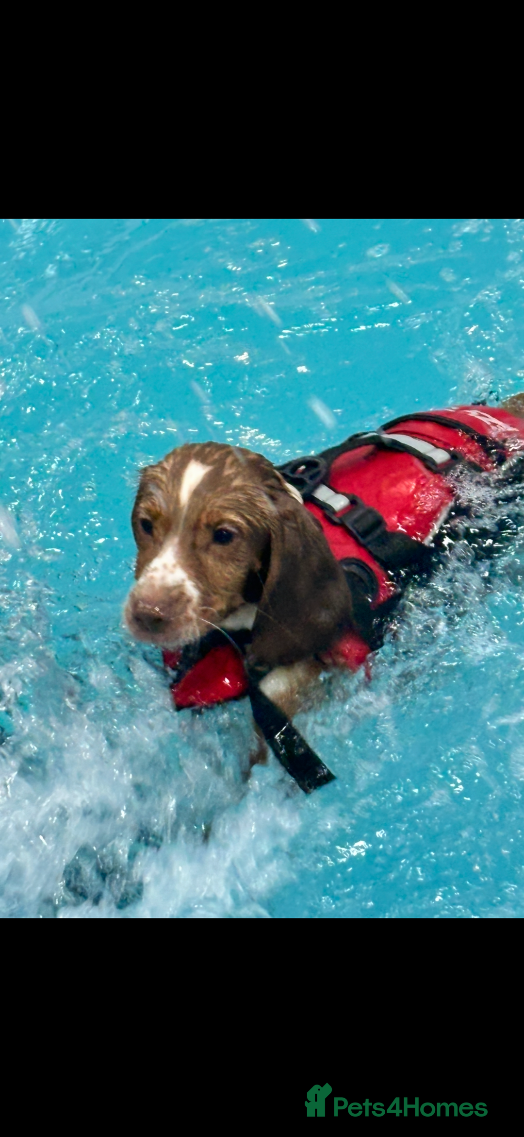 Cocker Spaniel dogs for sale: 🐶 COCKER SPANIEL PUPPIES 🐶  - Advert 4