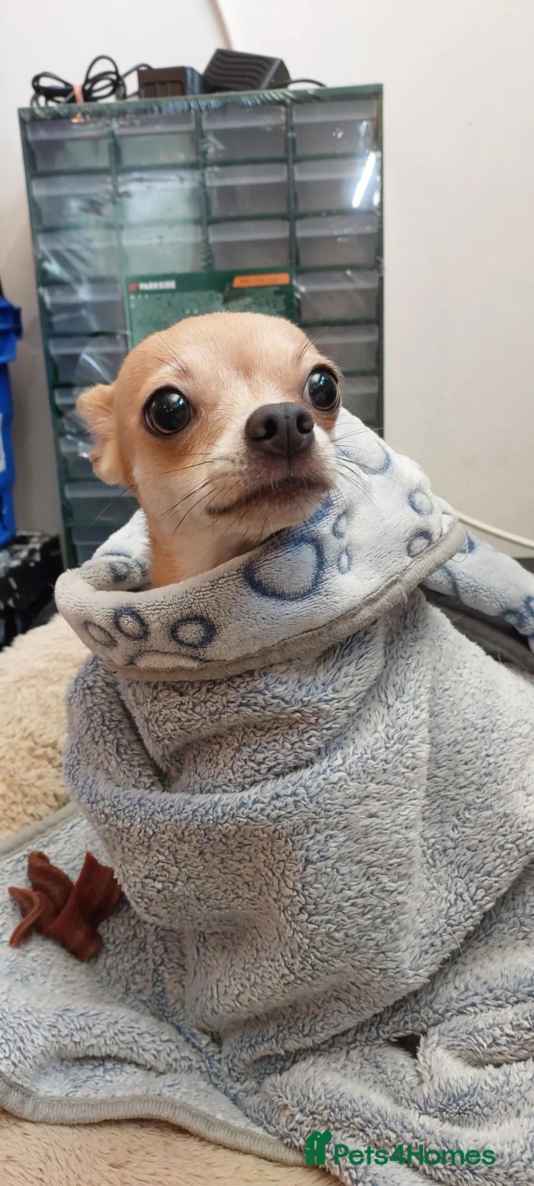 Chihuahua dogs for stud: KC Registered Chihuahua Boy For Stud Use Only - Advert 2