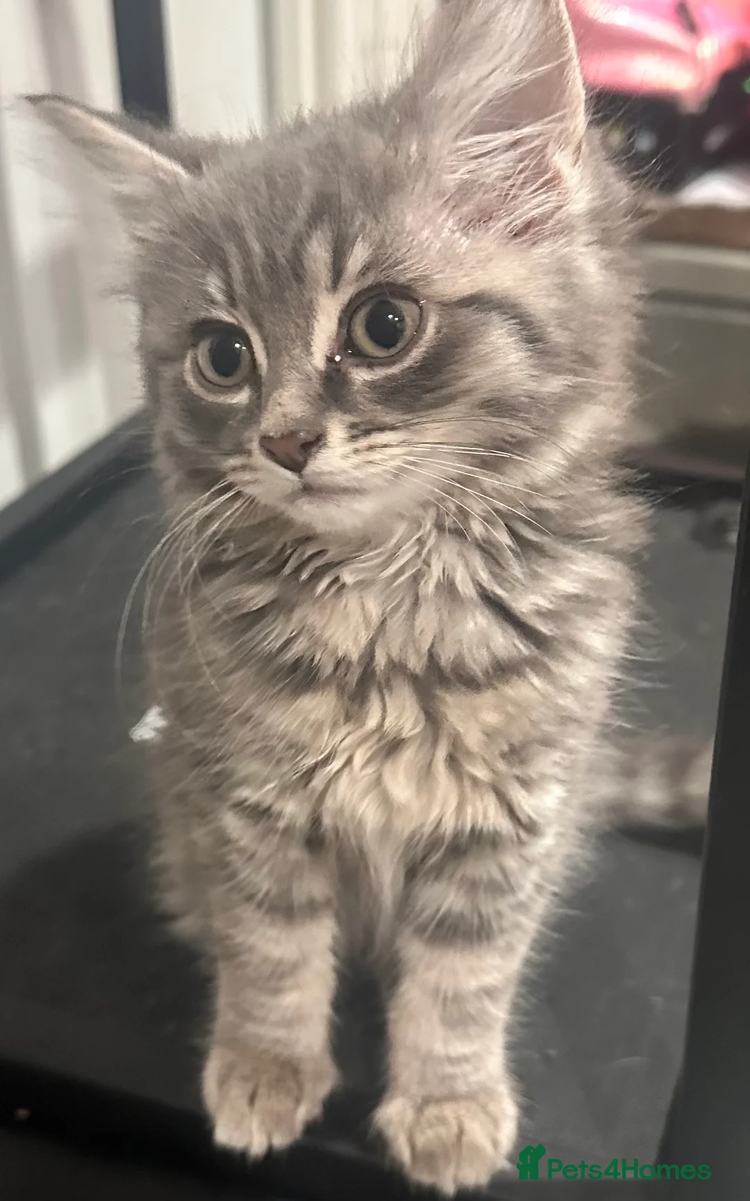 Mixed Breed cats for sale: Price lowered for handsome boy  - Advert 25