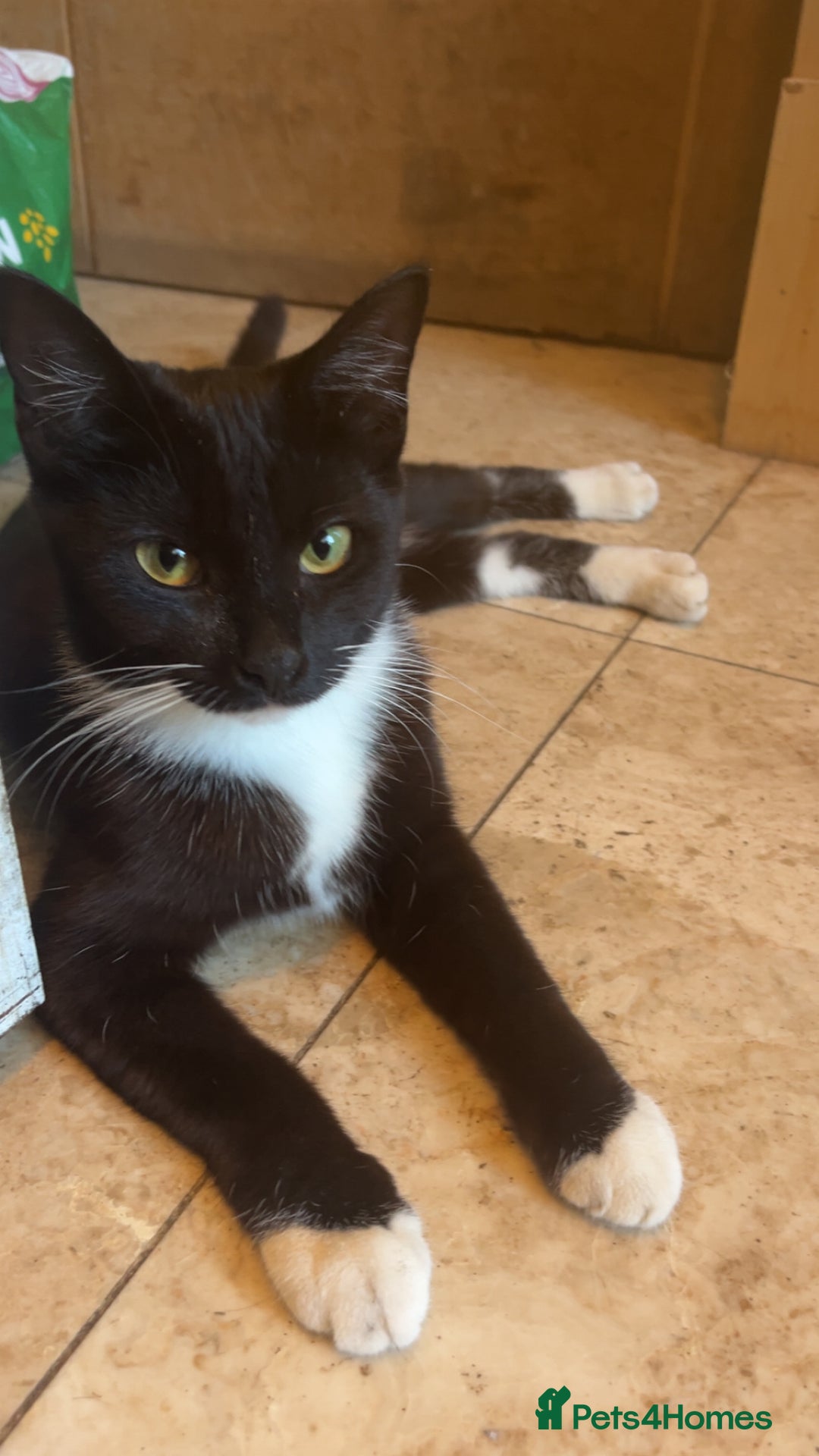 Mixed Breed cats for sale: 3 Cats need a loving home - Image 5