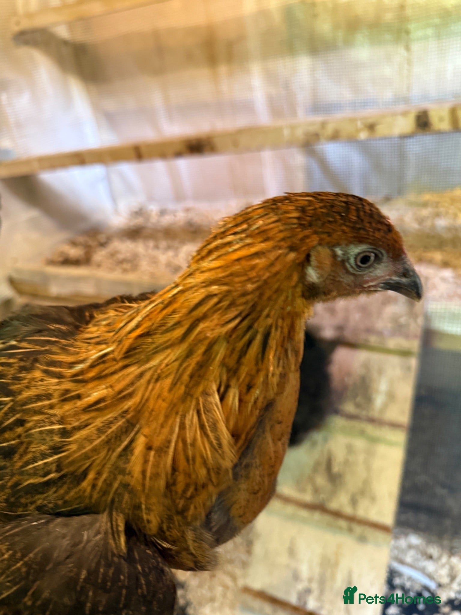 Mixed Breed poultry Chickens (hens)  - Advert 4