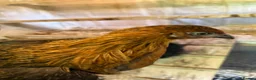 Mixed Breed poultry for sale: Chickens (hens)  - Advert 1