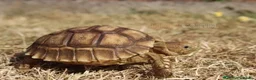 Tortoise reptiles for sale: BABY SULCATAS & SET UPS - Advert 11