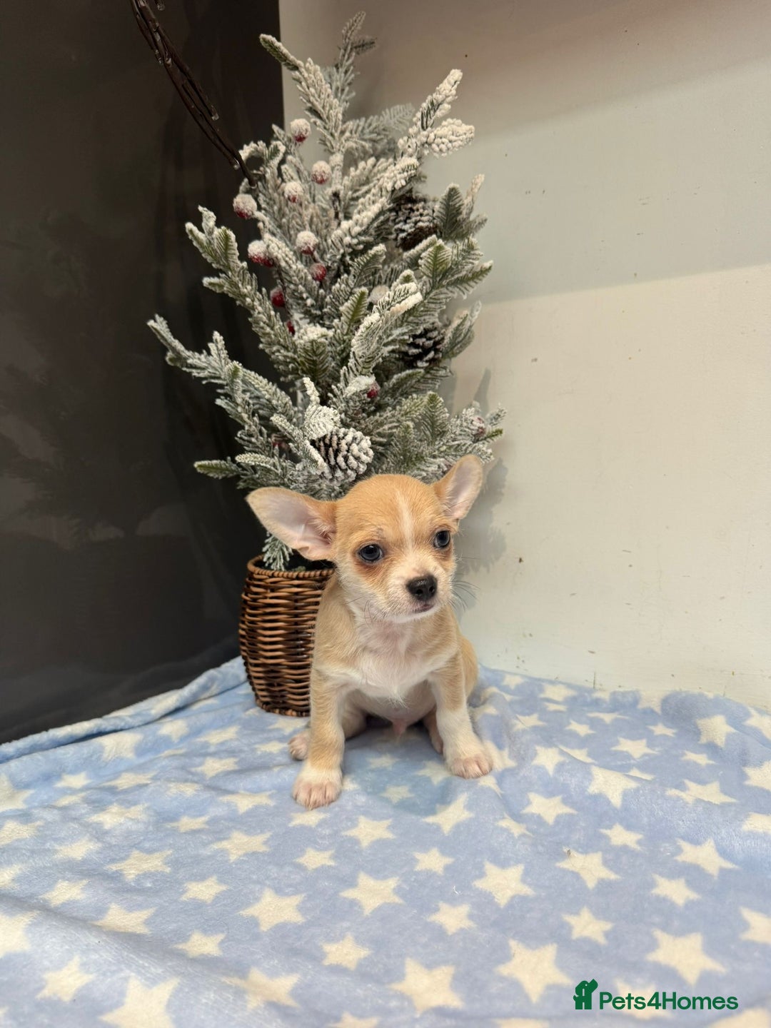 Chihuahua dogs for sale: Chihuahua  - Advert 18