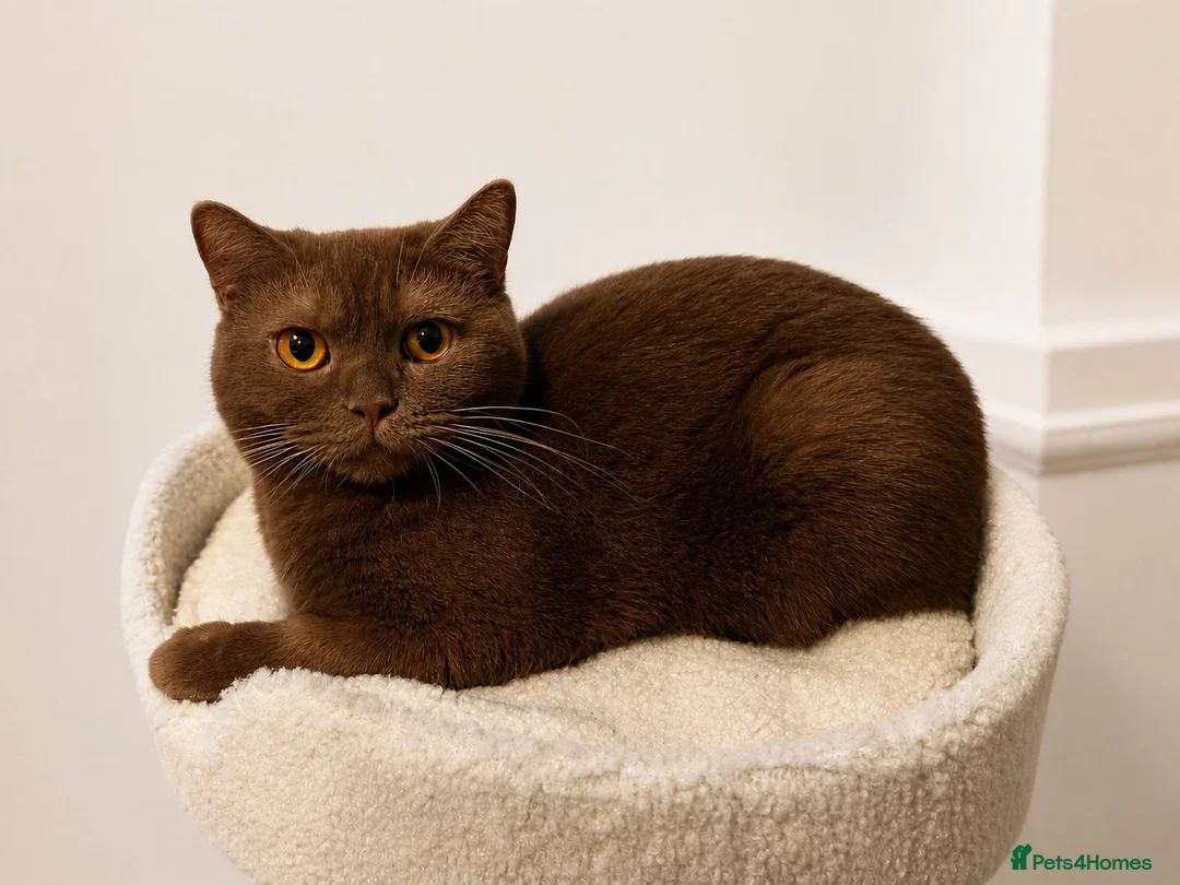 British Shorthair cats for sale: 5 Gorgeous Golden BSH Kittens Blue Fawn Chocolate - Advert 25