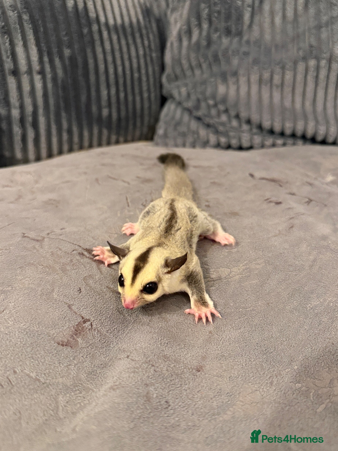 Sugar Glider rodents Two Beautiful Female Sugar Glider Sisters  - Advert 2