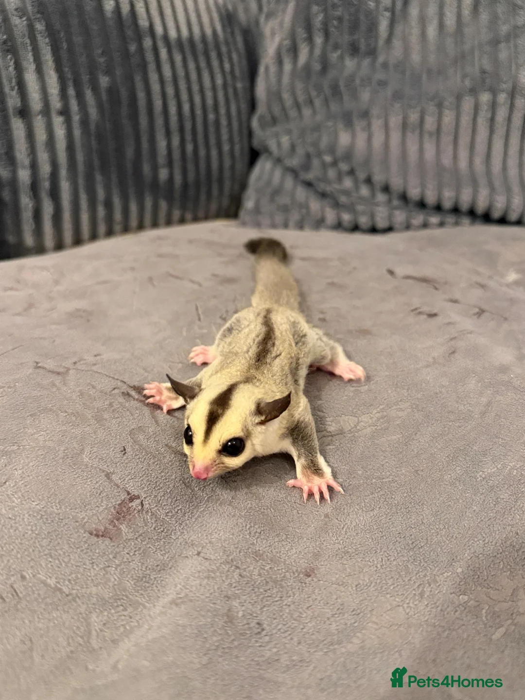 Sugar Glider rodents for sale: Two Beautiful Female Sugar Glider Sisters  in Burton-on-Trent - Advert 2