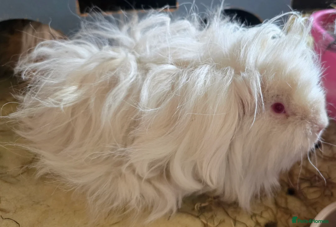 Guinea Pig rodents for sale: Retired Lunkarya Sow Needs Family Home - Advert 3