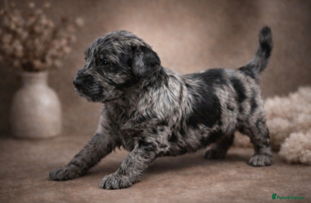 Goldendoodle dogs Beautiful miniature F1 Goldendoodle - Advert 2