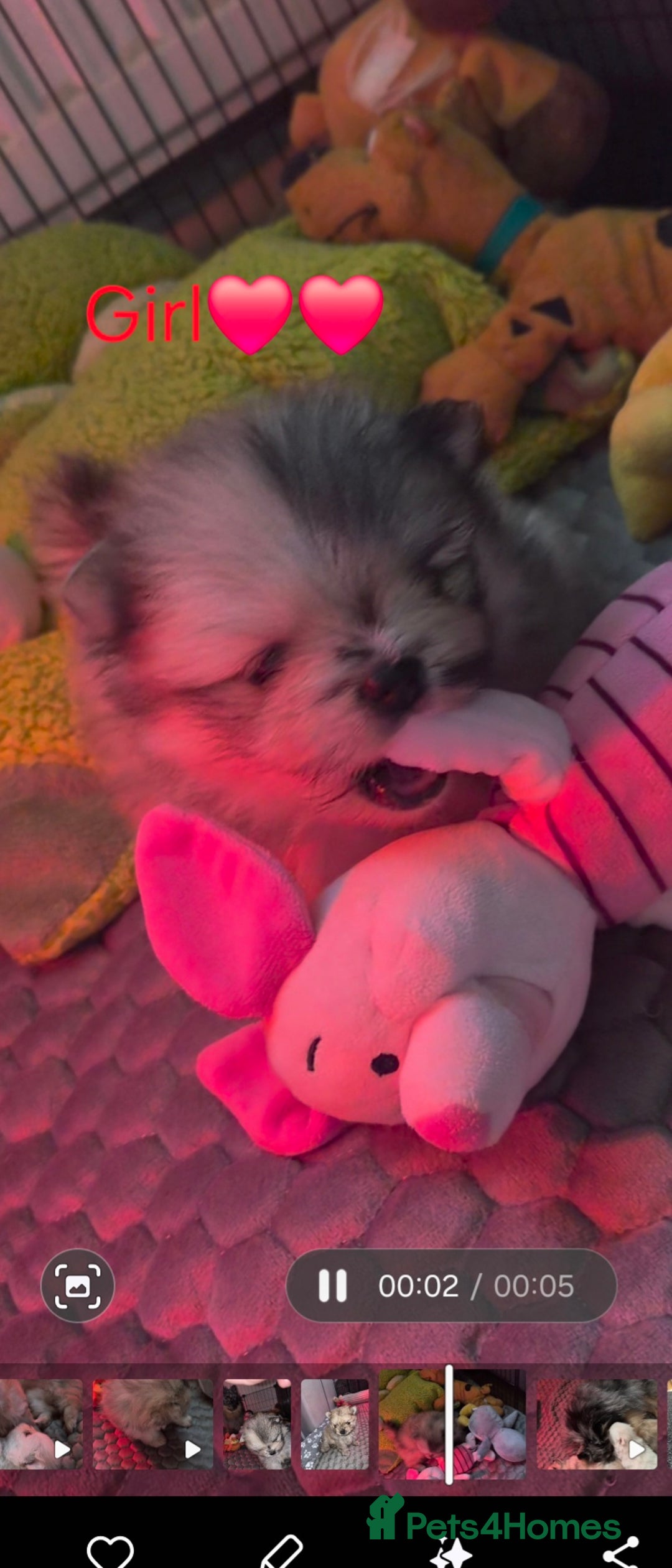 Pomeranian dogs for sale: Goergeos Pomeranian Puppy's💙❤️ - Advert 10