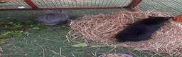 Mixed Breed rabbits for sale: 2 rabbits for sale  - Advert 7