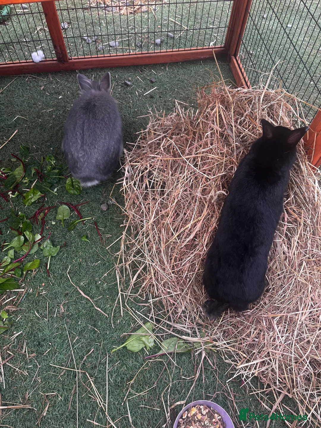 Mixed Breed rabbits for sale: 2 rabbits for sale  - Advert 7