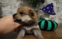 Japanese Shiba Inu dogs for sale: Well bred Japanese shiba inu puppies  - Image 23