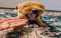 Labrador Retriever dogs for sale: KC REG Stunning Litter Fully Health Tested Parents - Image 18