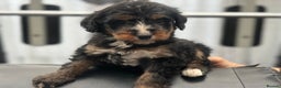 Bernedoodle dogs for sale: F1 BERNADOODLE BOYS AND GIRLS - Advert 14