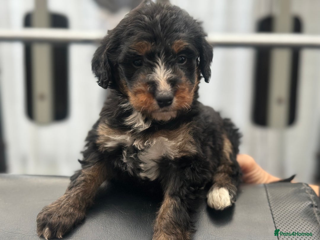 Bernedoodle dogs for sale: F1 BERNADOODLE BOYS AND GIRLS - Advert 14