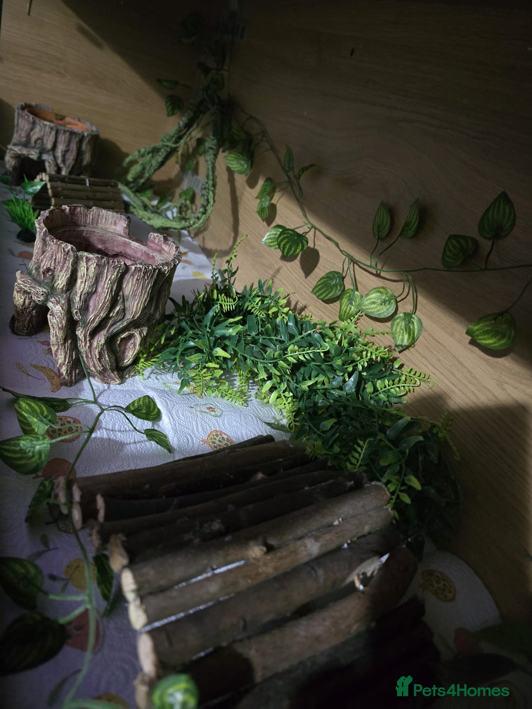 Gecko reptiles for sale: Harlequin crested gecko - Advert 2