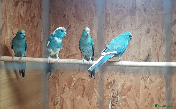 Parakeets birds - Advert 4