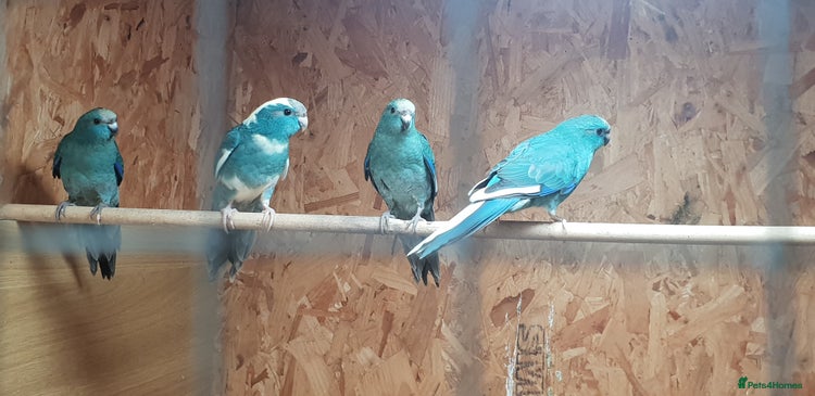 Parakeets birds - Advert 14