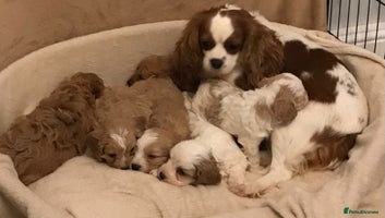 Cavapoo dogs 🐶🐩🐾STUNNING CAVAPOO PUPPIES🐾🐩🐶 - Advert 14