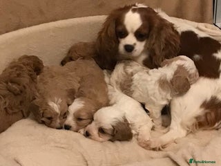 Cavapoo dogs 🐶🐩🐾STUNNING CAVAPOO PUPPIES🐾🐩🐶 - Advert 10