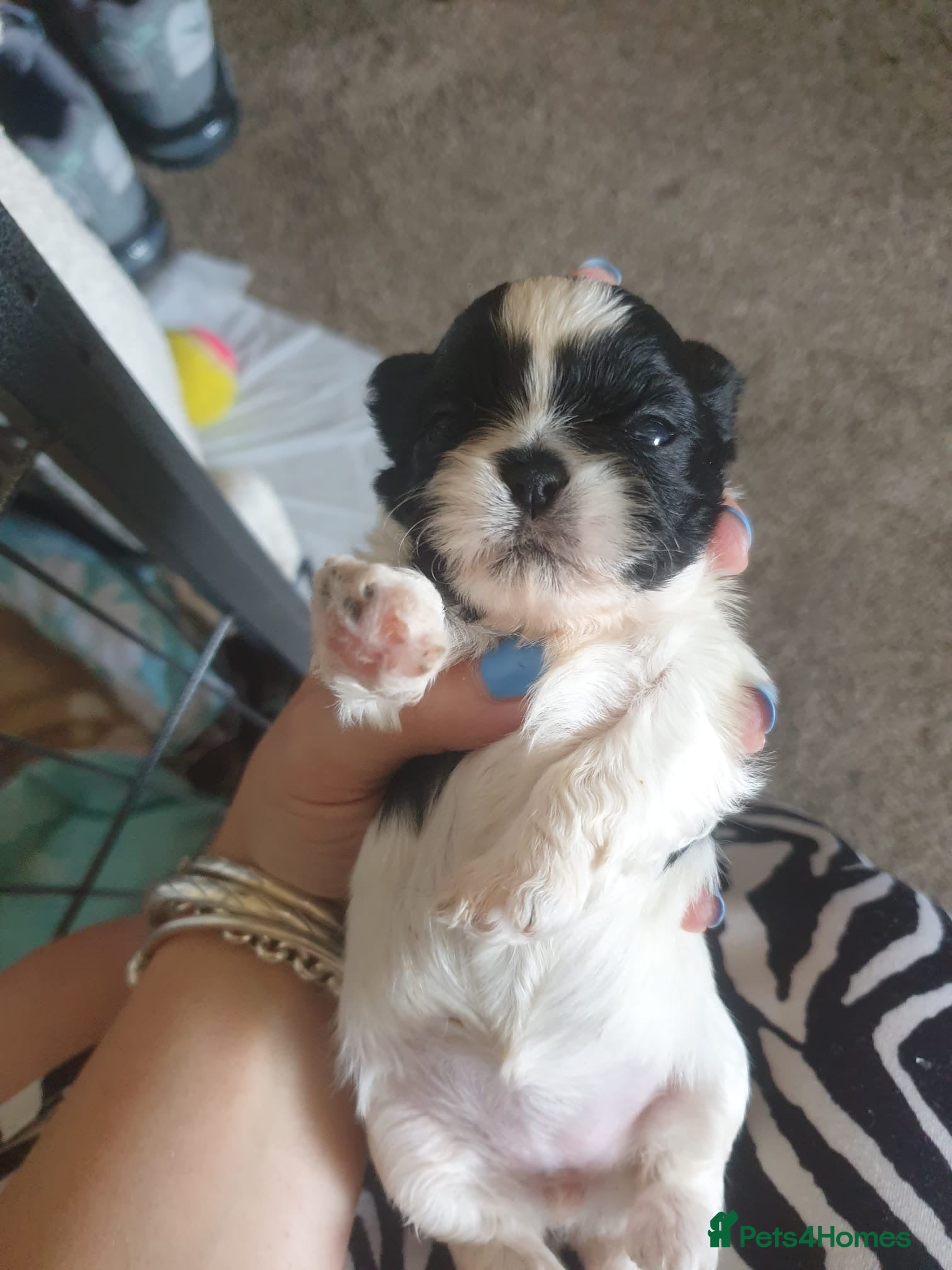 Shih Tzu Puppy 3