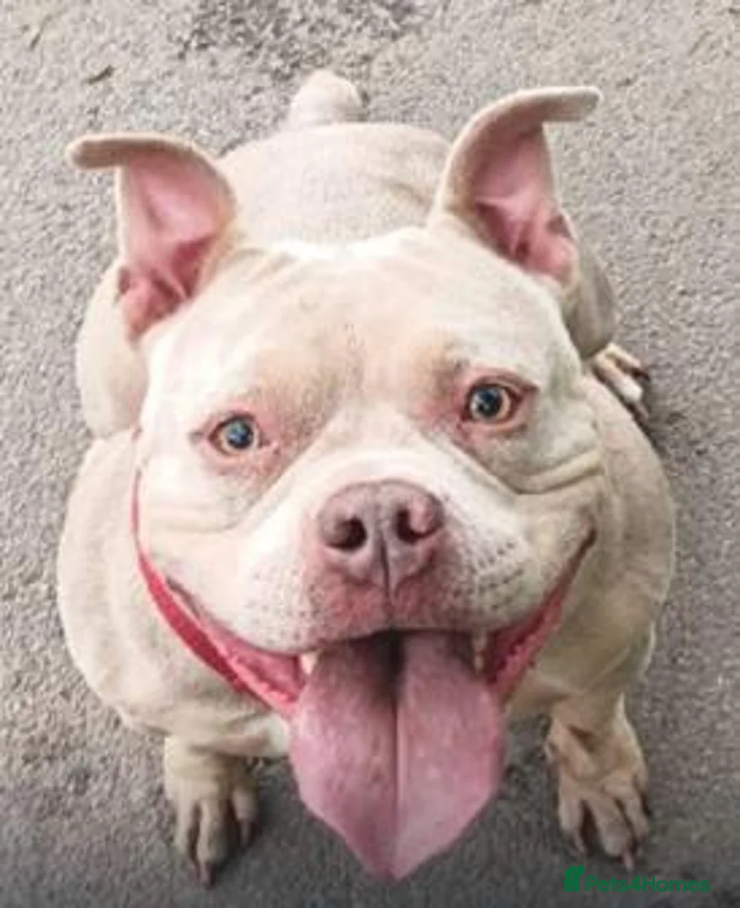 American Bully dogs for sale: Outstanding ABKC registered Micro Bully Litter! - Advert 2