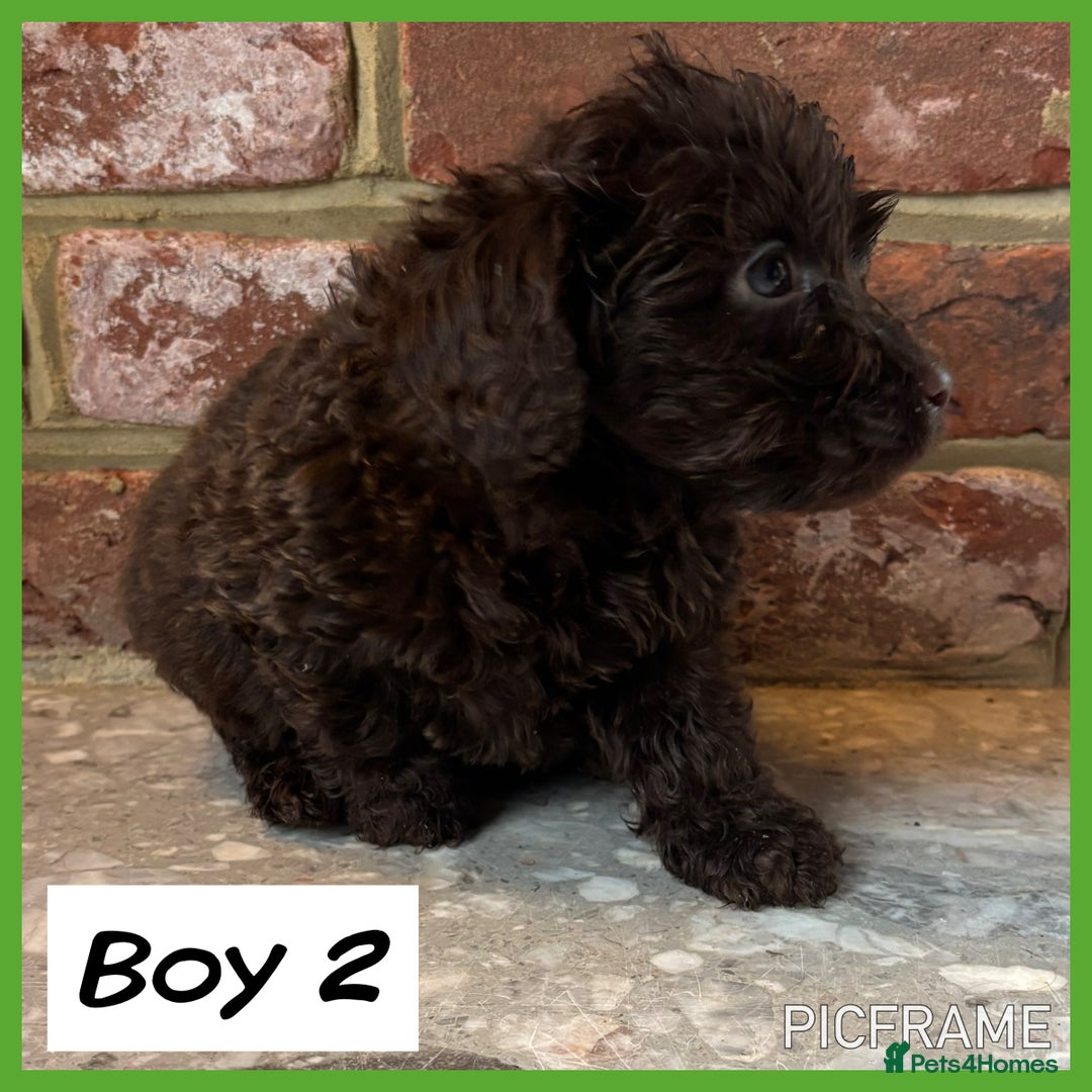 Cockapoo dogs for sale: 💙💗OUTSTANDING F1B COCKAPOOS💗💙 ready 16th jan - Advert 10