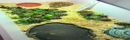 Tortoise reptiles for sale: Hermanns tortoise - Advert 5