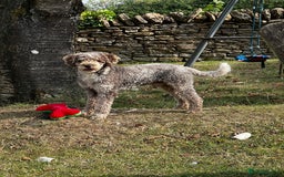 Miniature Poodle dogs for stud: Chocolate Merle Miniature Poodle Fully DNA Tested in Radstock - Image 25