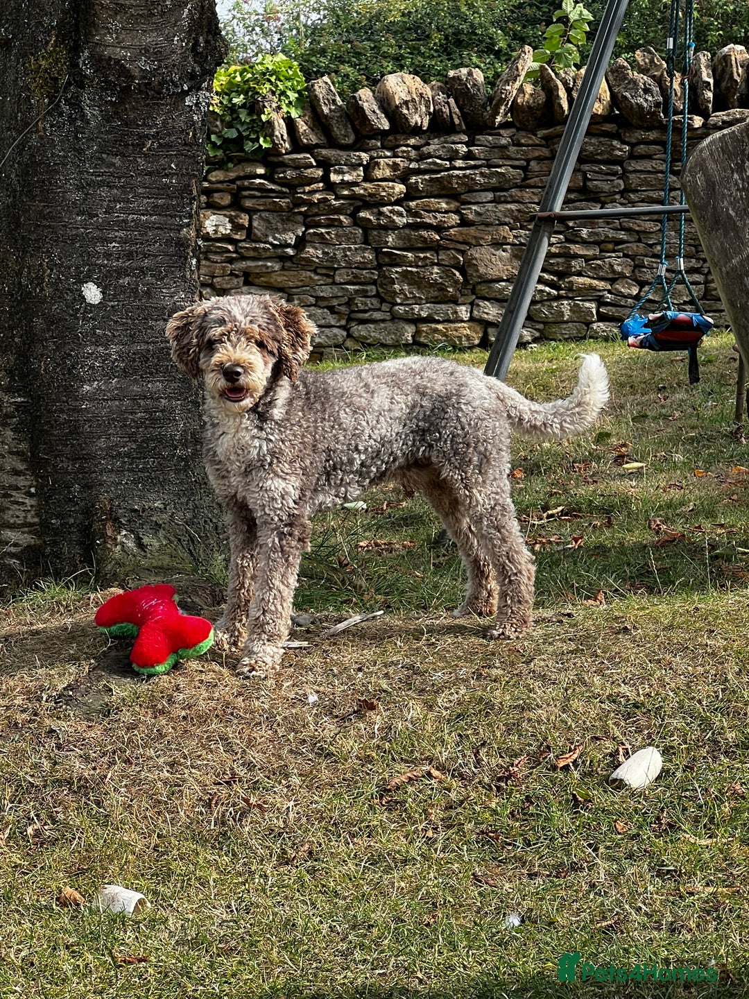 Miniature Poodle dogs for stud: Chocolate Merle Miniature Poodle Fully DNA Tested in Radstock - Image 25