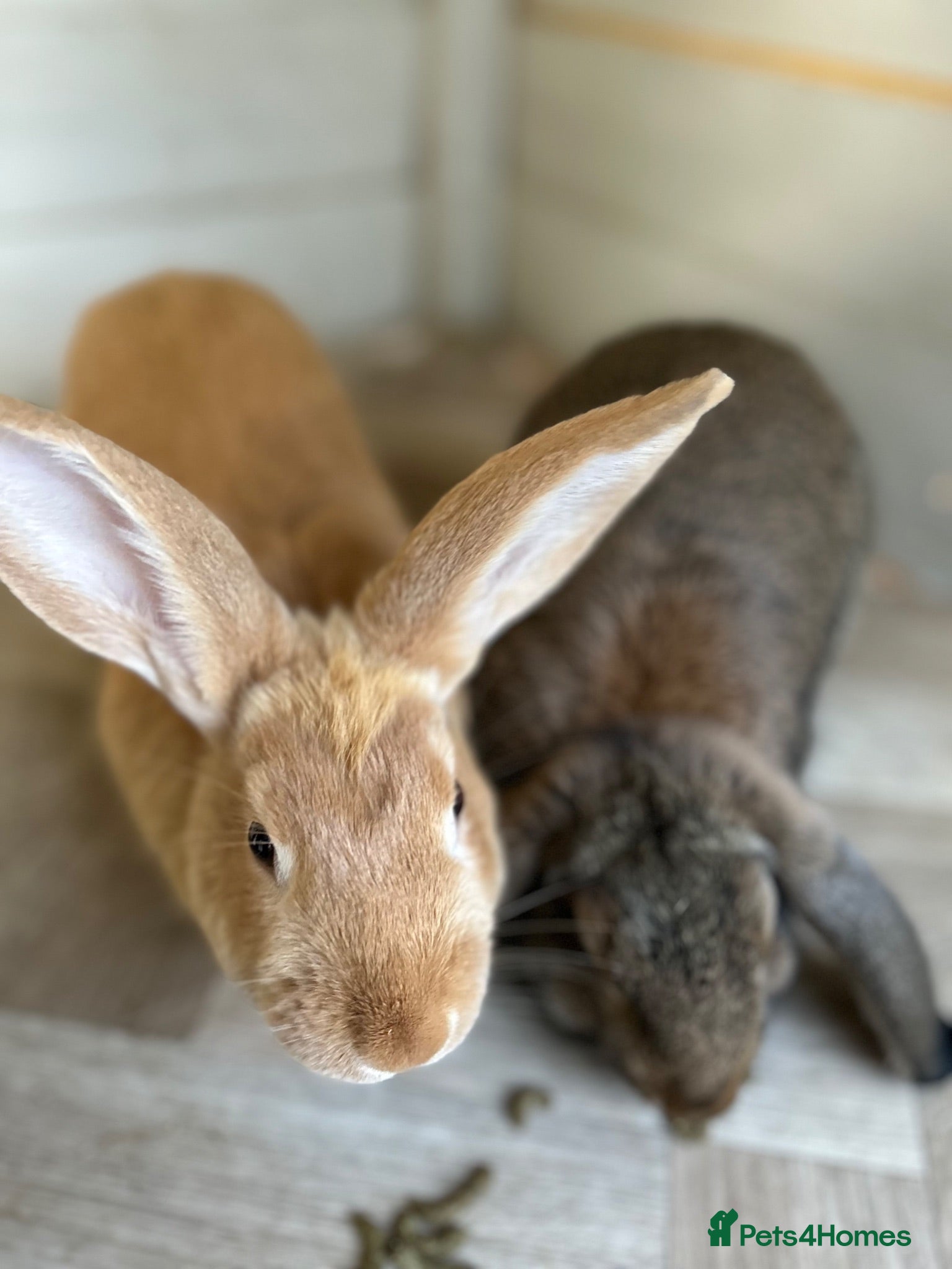 Mixed Breed rabbits A pair of neutered male rabbits  - Advert 16