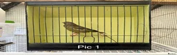 Finches birds for sale: Mutation greenfinches - Advert 1