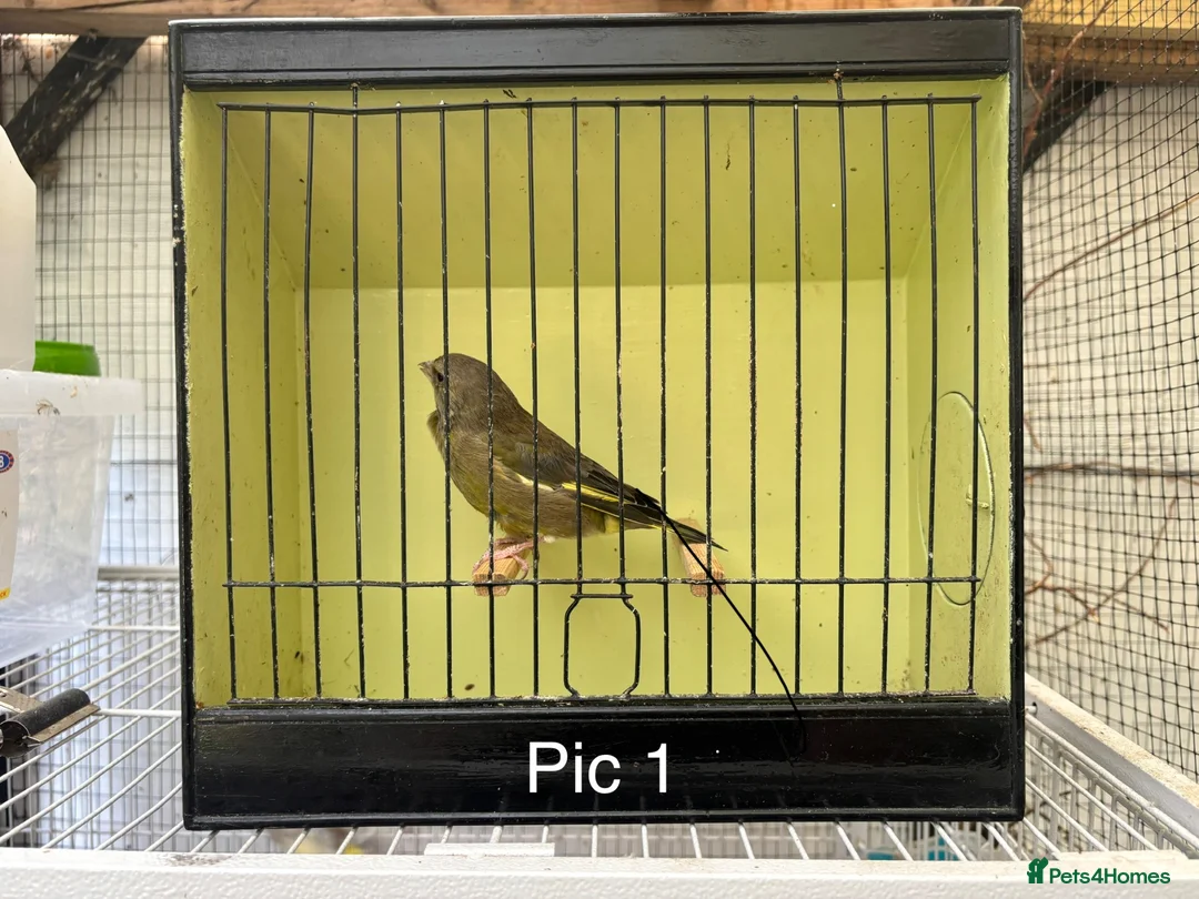 Finches birds for sale: Mutation greenfinches - Advert 1