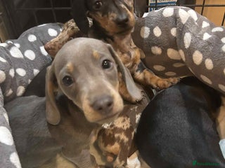Miniature Dachshund dogs 🌈 4 left Stunning rainbow litter mini dachshunds - Advert 4