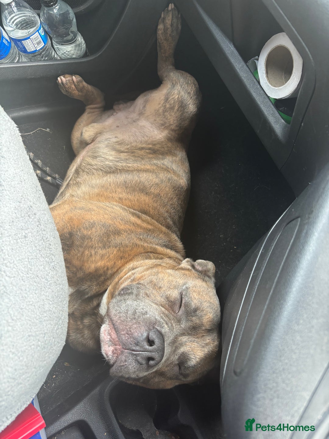 Mixed Breed dogs for sale: FOR REHOME - Advert 3