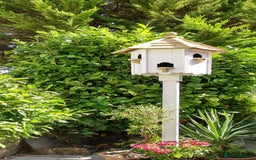 Doves birds for sale: Dovecotes - Image 1