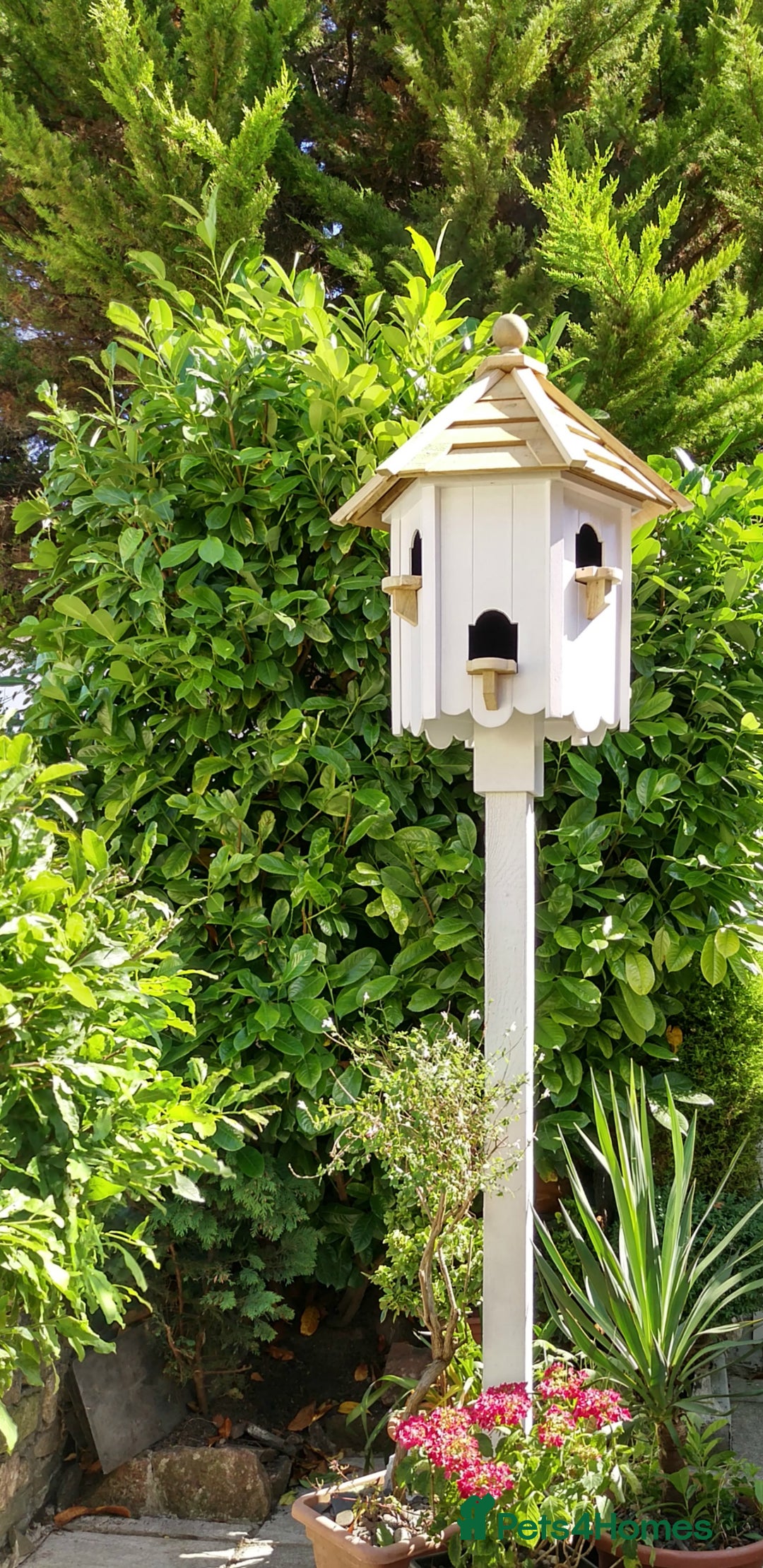 Doves birds for sale: Dovecotes - Image 1