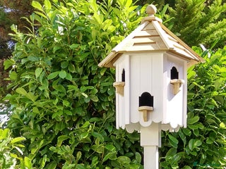 Doves birds - Advert 15